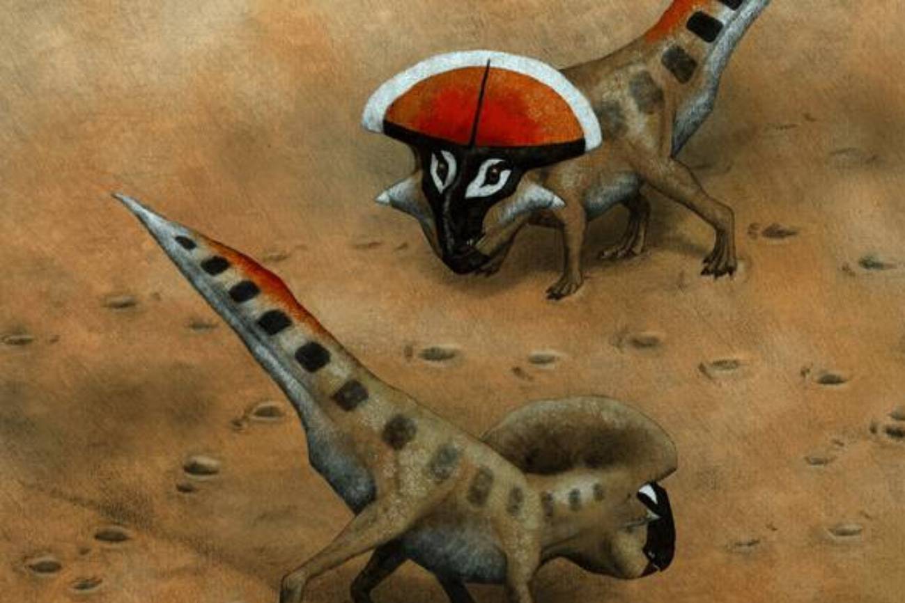 Reconstrucción de jóvenes ejemplares de Protoceratops andrewsi exhibiendo su gola. / Rebecca Gelernter/QMUL