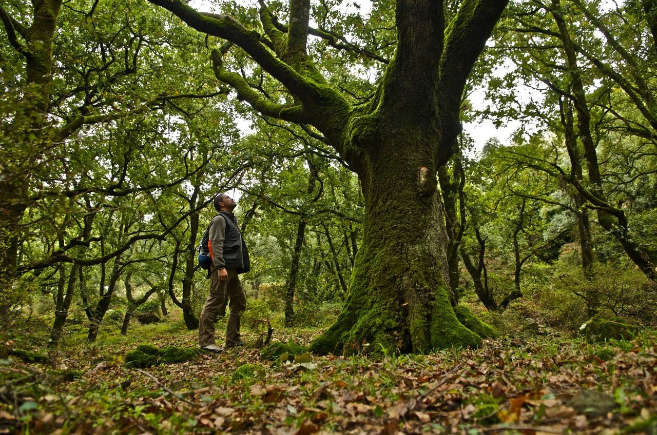 Parque Natural de los Alcornocales, entre las provincias de Cádiz y Málaga. / MDA