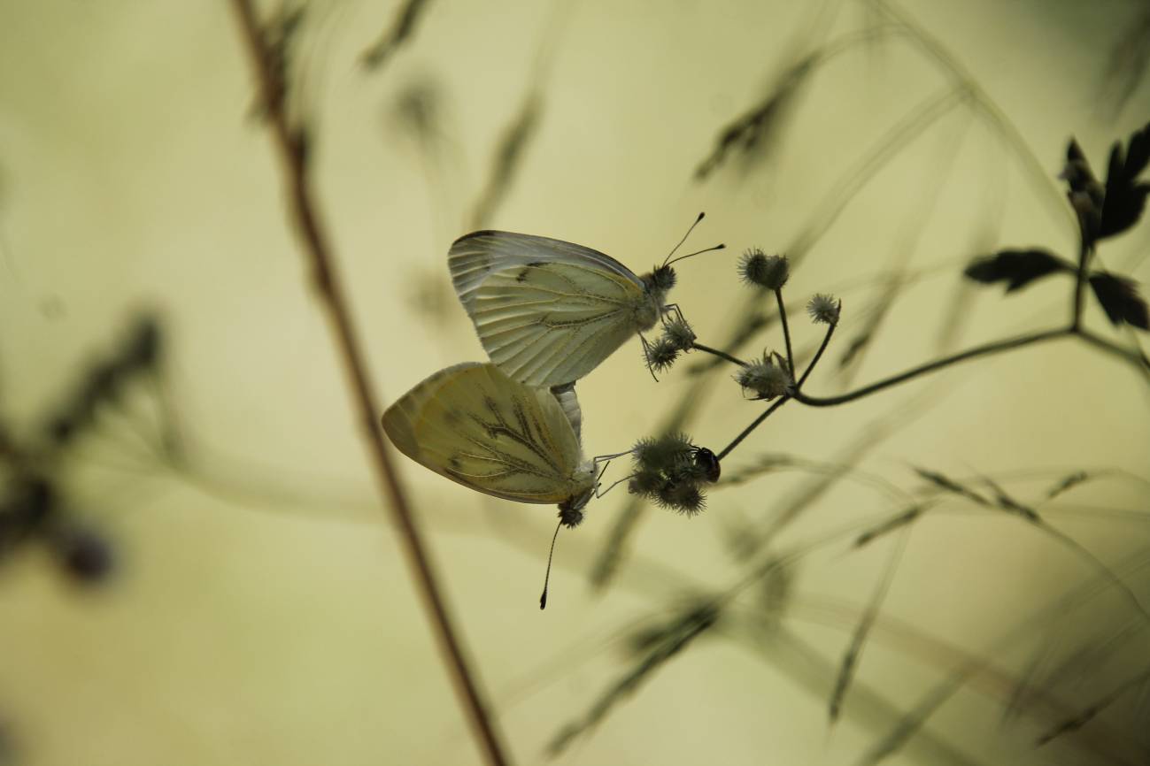 Mariposa Pieris napi