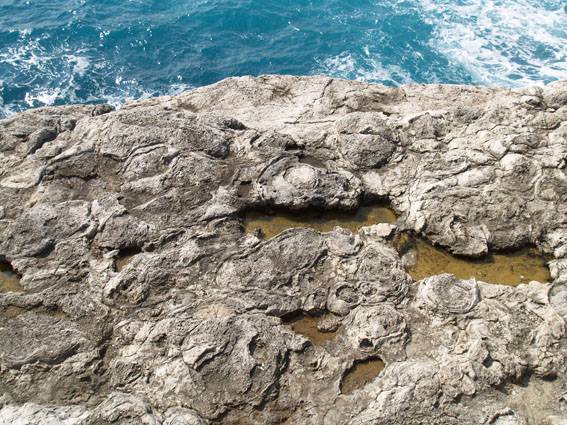 Los estromatolitos del entorno del Palacio de Marivent serán incluidos en el Patrimonio Geológico de las Baleares