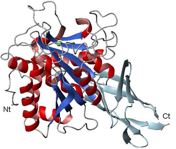 Modelo de proteína (CPD) con los extremos Nt y Ct identificados. 