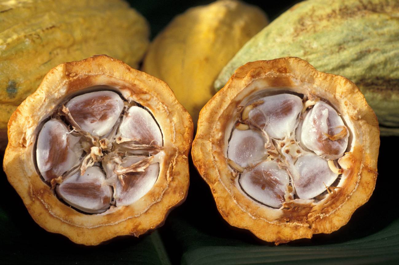 Los flavanoles del cacao ayudan a retrasar la progresión de la diabetes tipo 2 en ratones