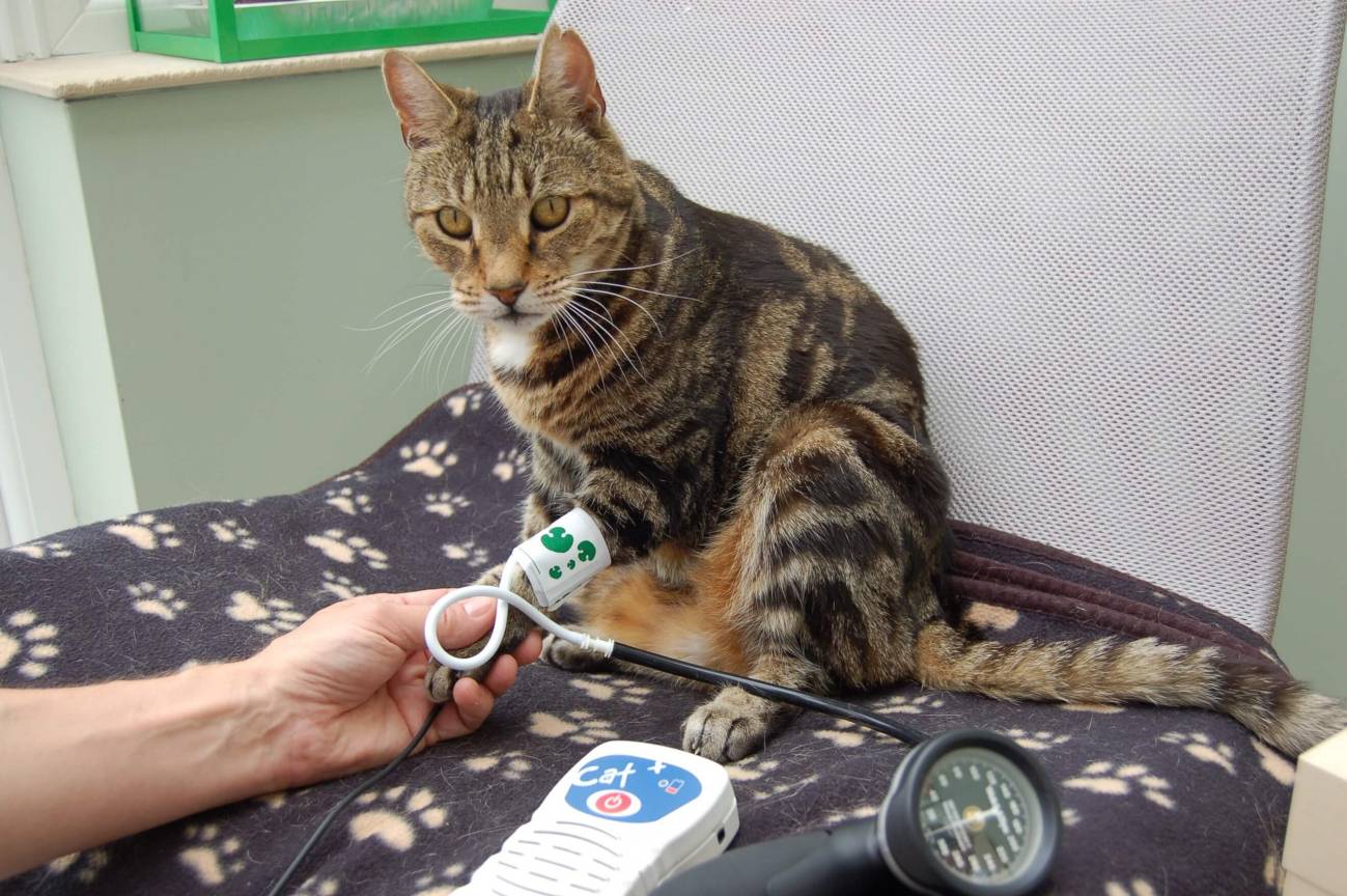 Los gatos también son hipertensos