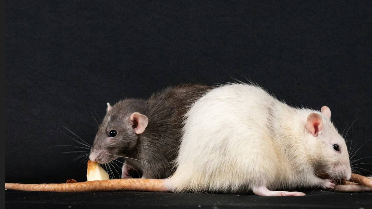 Los genes de los compañeros de piso influyen en el microbioma intestinal, según un estudio en ratas