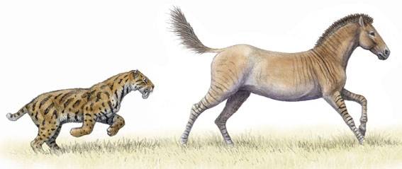 Los grandes felinos necesitan hasta siete tipos de presas para cubrir su dieta 
