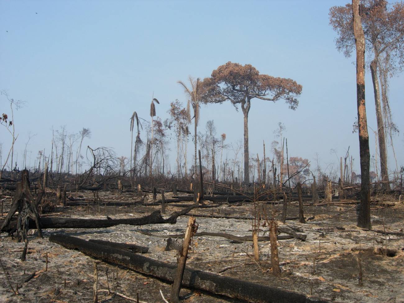 Los grandes productores del Amazonas son los mayores responsables de su deforestación
