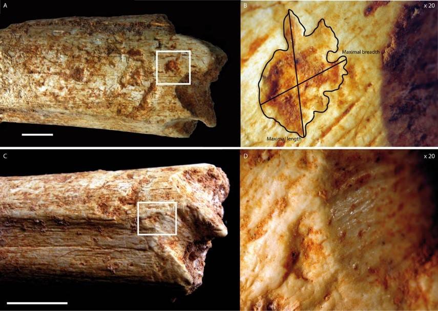 Los homínidos fueron alimento para carnívoros hace 500.000 años