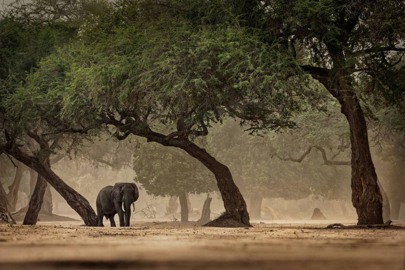 Los humanos conquistaron nuevos hábitats en África antes de salir con éxito del continente