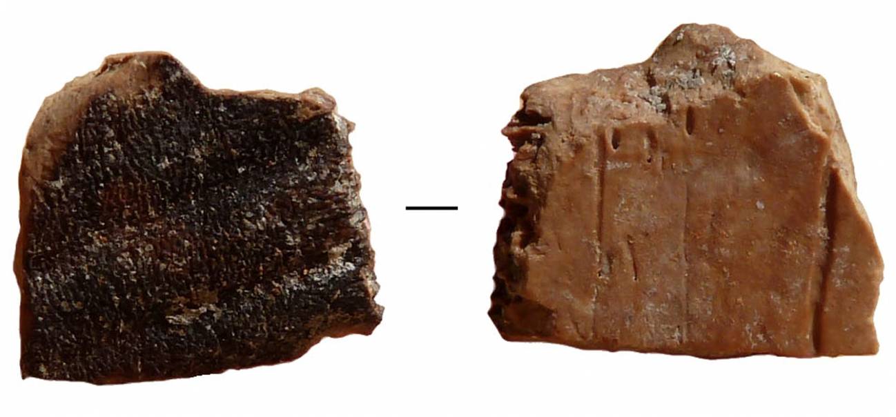 Los humanos consumían tortugas hace 400.000 años