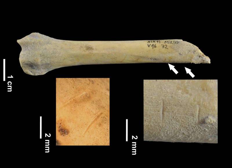 Los humanos de Atapuerca comían perro, gato, zorro y tejón