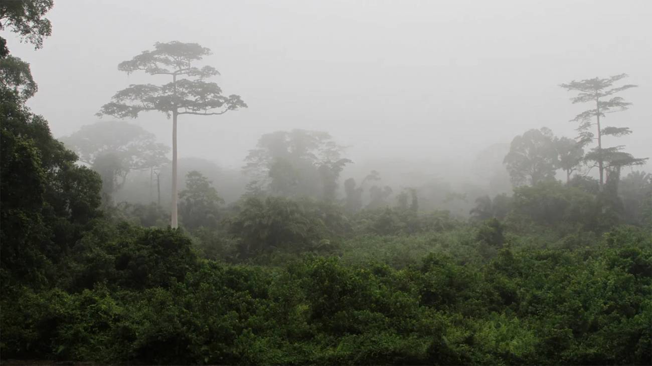 selva tropical, humanos, África