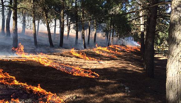 Los incendios pueden favorecer la diversidad de fauna y flora