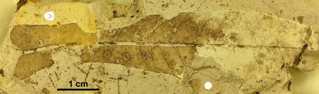 Los insectos del pasado batallaban y las plantas ibéricas se defendían