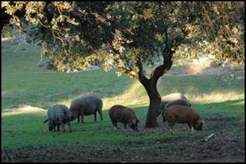 Los investigadores desaconsejan acortar el ciclo productivo del cerdo ibérico
