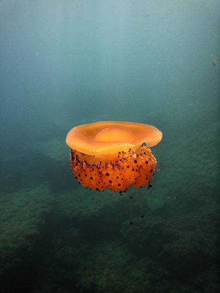 Los inviernos cálidos favorecen la invasión de medusas en verano