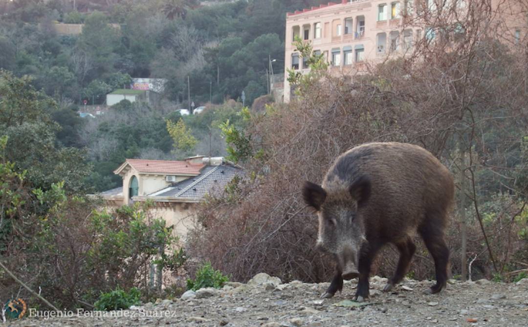 Los jabalíes asaltan la ciudad a través de zonas verdes en busca de comida para gatos 