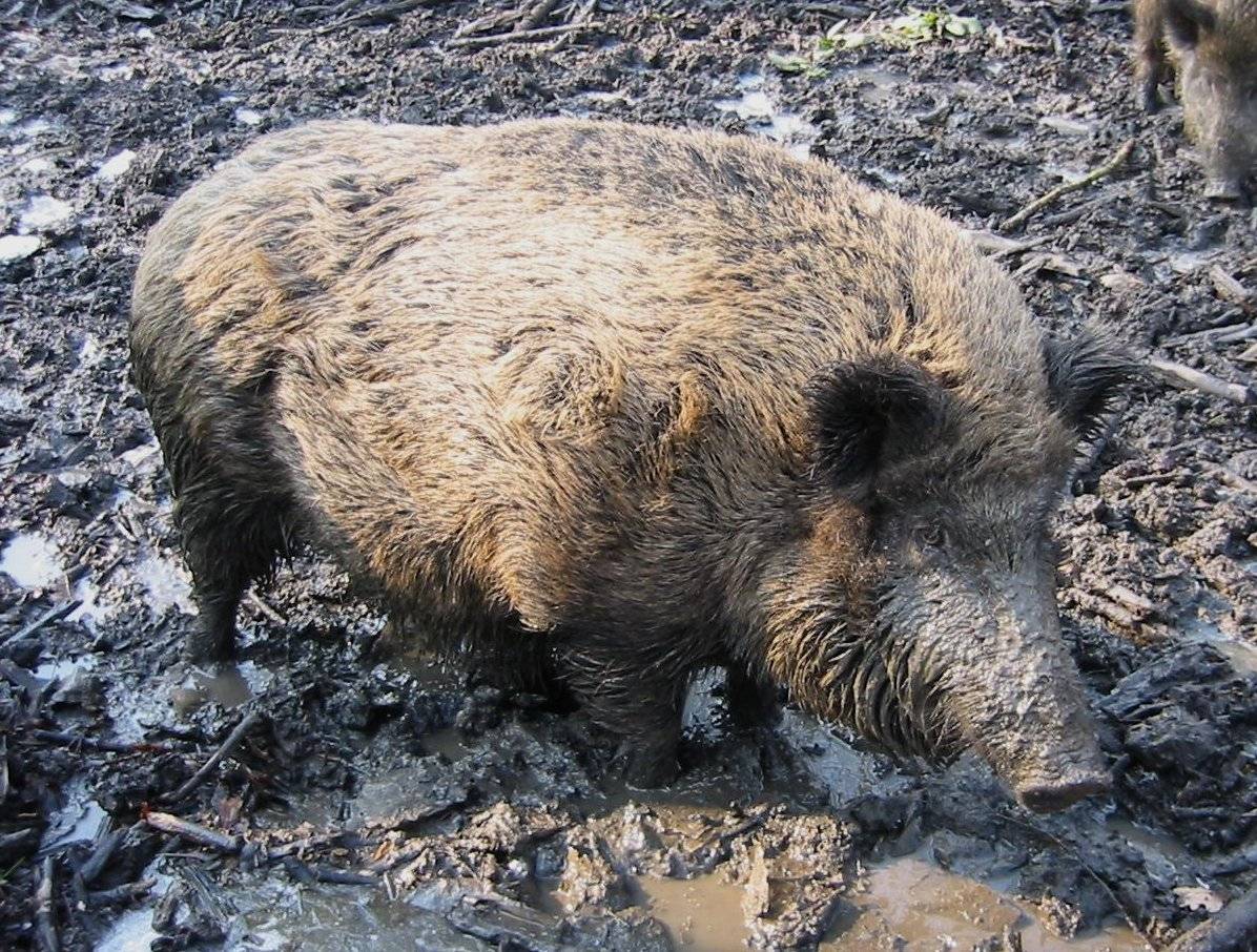Los jabalíes presentan un alto potencial de contagio de hepatitis E y salmonela a humanos