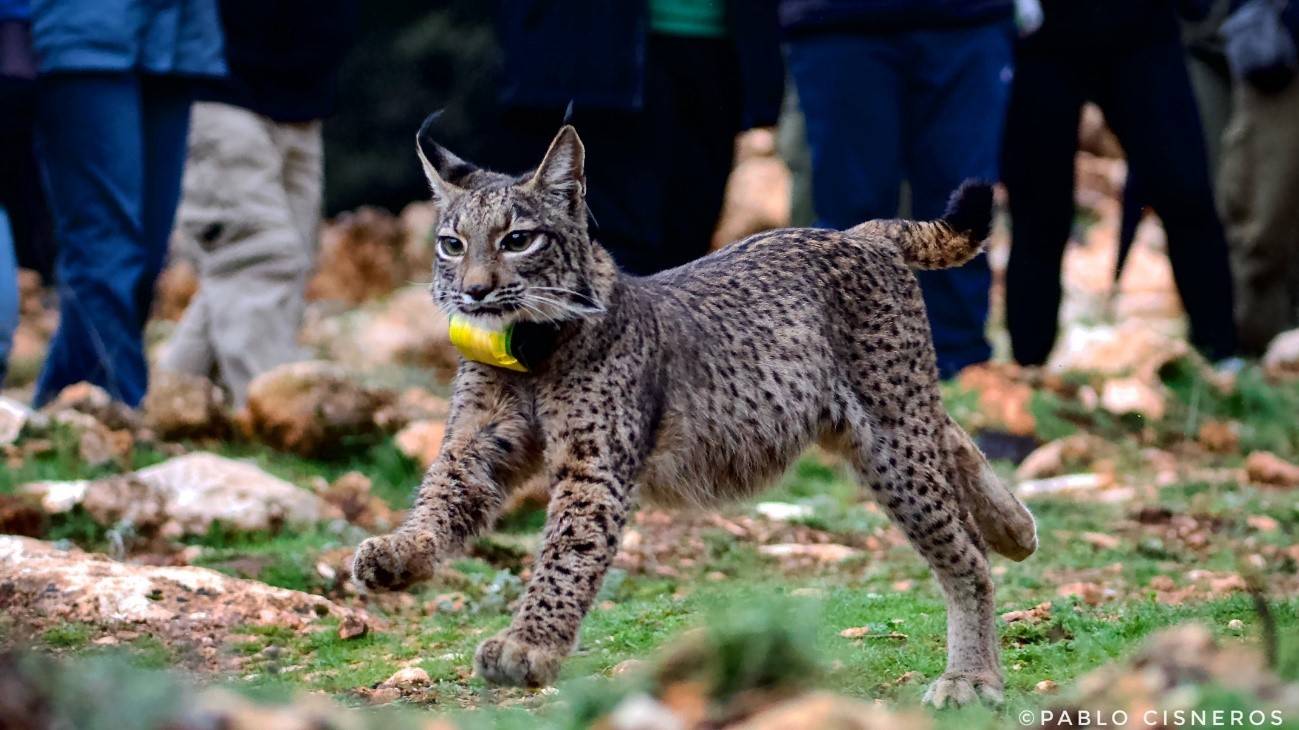 Lince Ibérico reintroducido en la población de Sierra Arana 