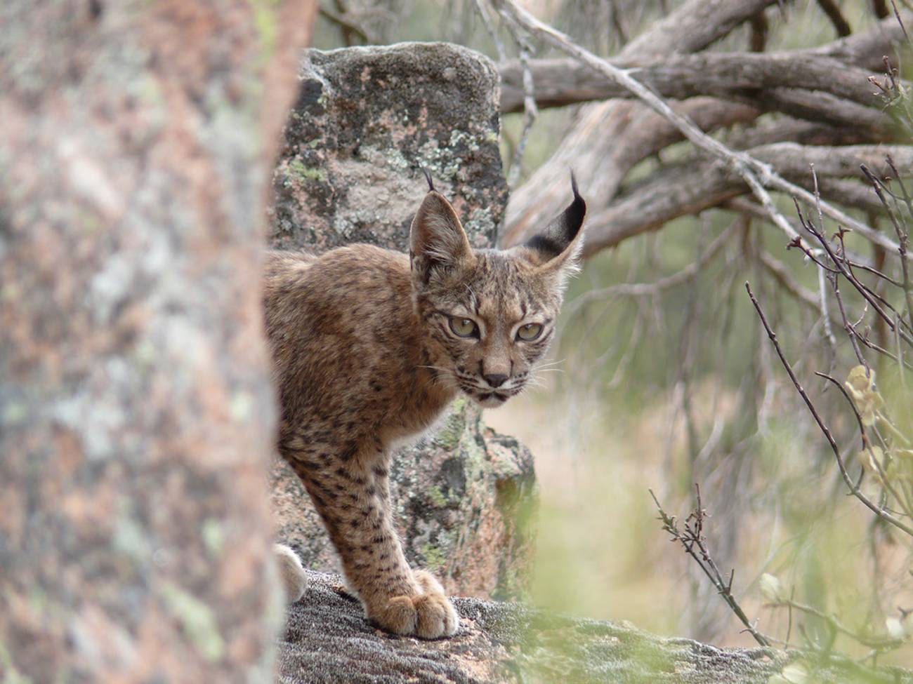 Los linces ibéricos aumentan su población un 19 % en 2024 con más de 2.400 ejemplares