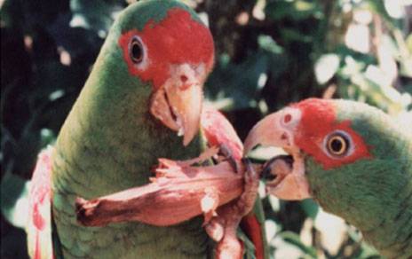 Los loros colaboran en la expansión de la araucaria brasileña 