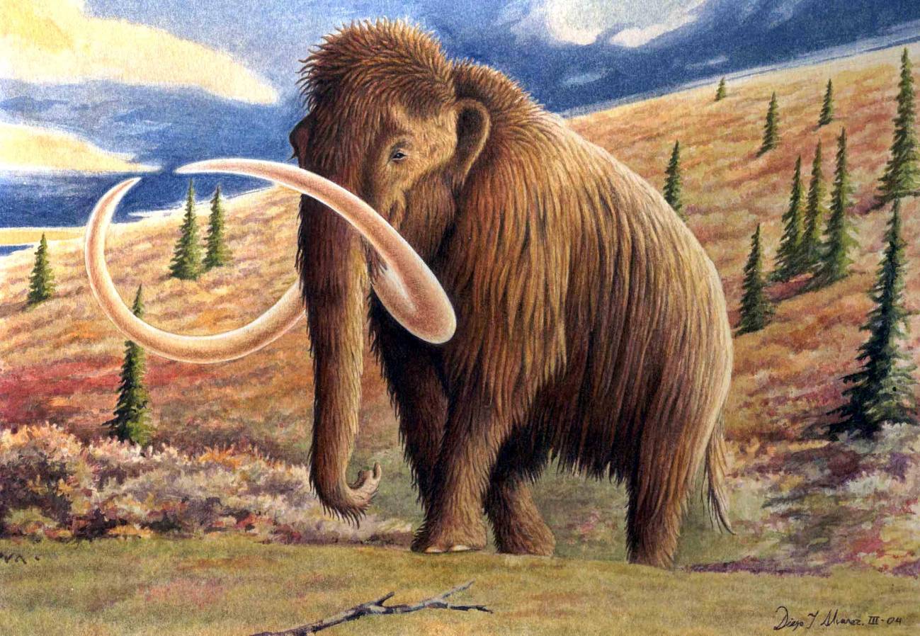 Los mamuts prehistóricos del sur y norte de Europa eran iguales