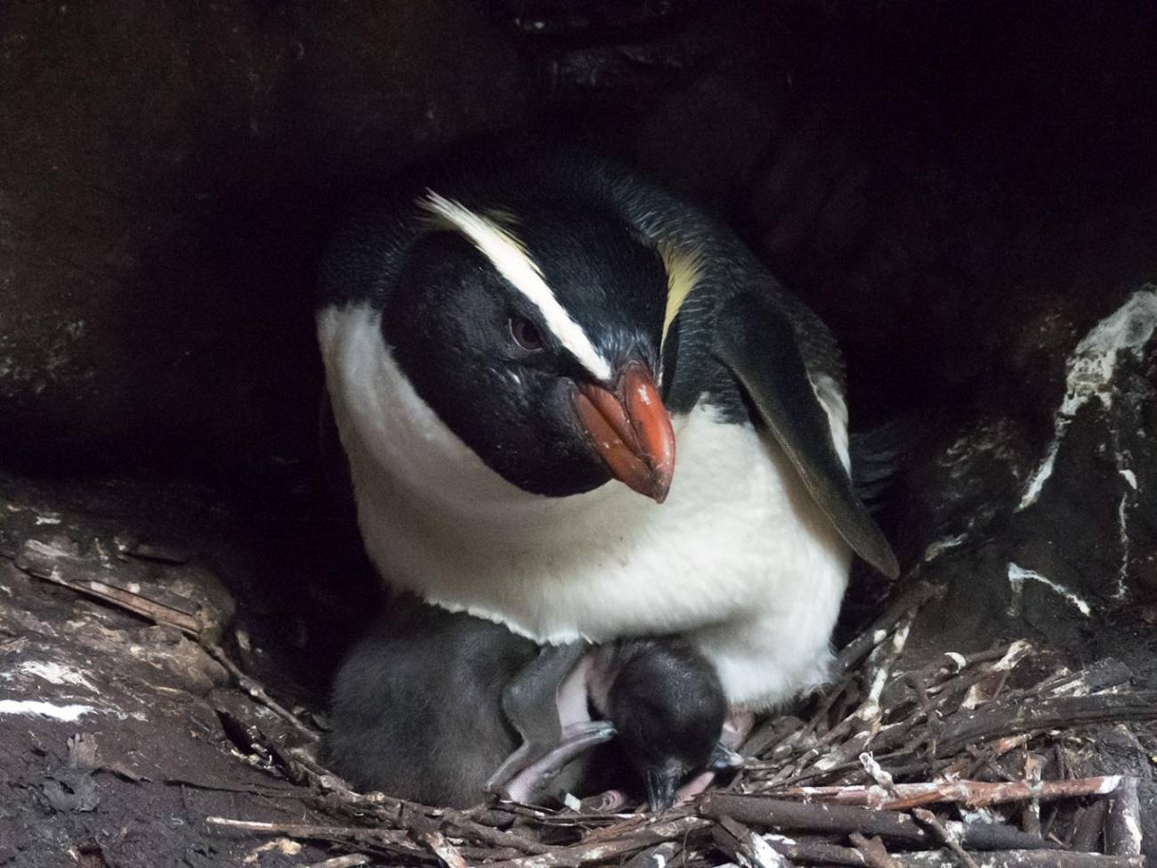 Los maratones de los pingüinos tawaki