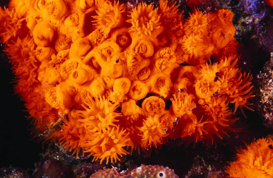 Los marcadores moleculares desvelan la genética del coral naranja