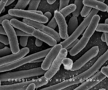 Los microorganismos intestinales modulan los niveles de serotonina 