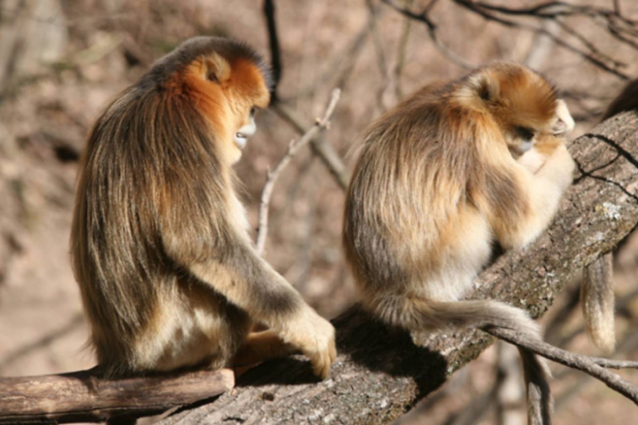 Dos monos en un árbol