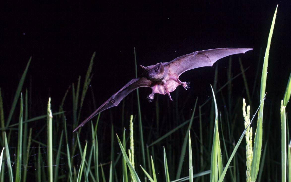 Los murciélagos podrían ayudar a salvar las selvas tropicales