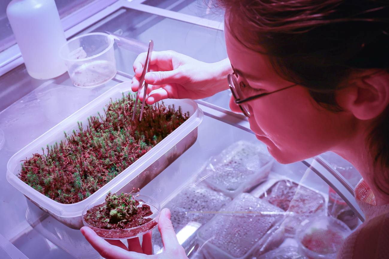 Los musgos revelan una nueva forma de control del agua en las plantas más allá de los estomas
