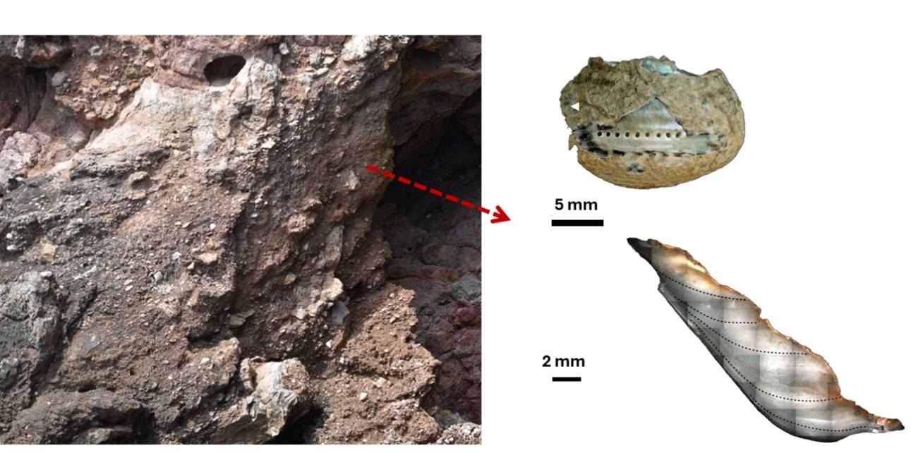 ejemplar de caracolillo Phorcus turbinatus