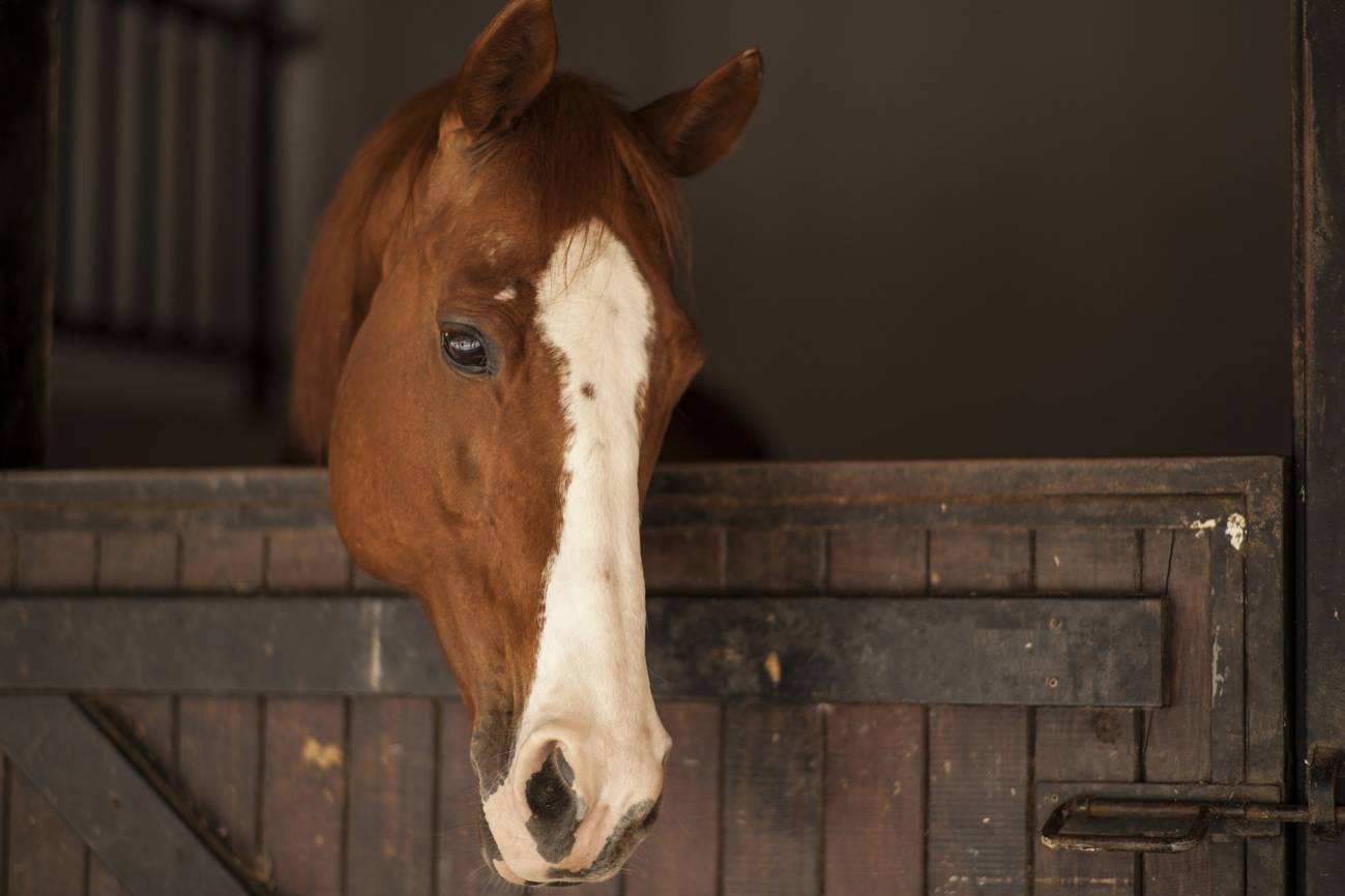 Los ojos de los caballos reflejan su estrés 