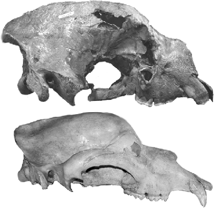 Los osos prehistóricos  también comían de todo