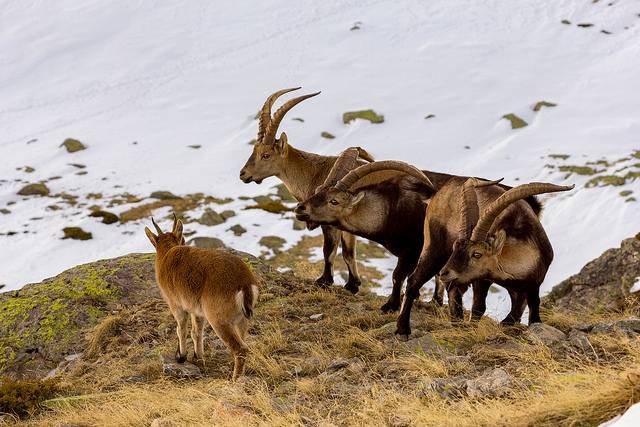 Los países con mayor biodiversidad de Europa no siempre reciben más fondos