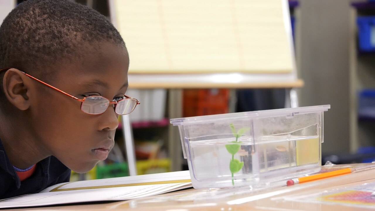 Los peces cebra sacan al científico que todo niño lleva dentro 