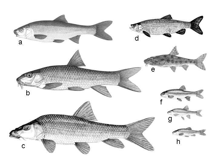 Los peces como indicadores del estado ecológico de los ríos
