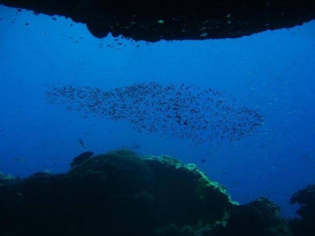Los peces de niveles tróficos superiores son cuatro veces más vulnerables a la extinción