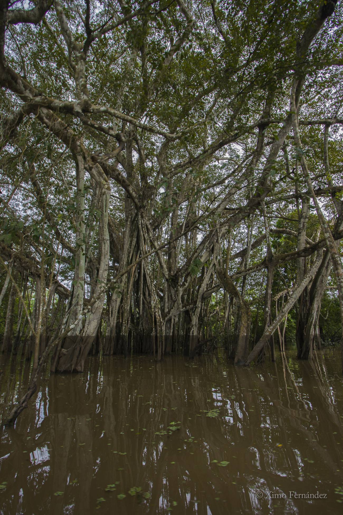 Los peces del Amazonas, amenazados por la desaparición de los bosques inundados 