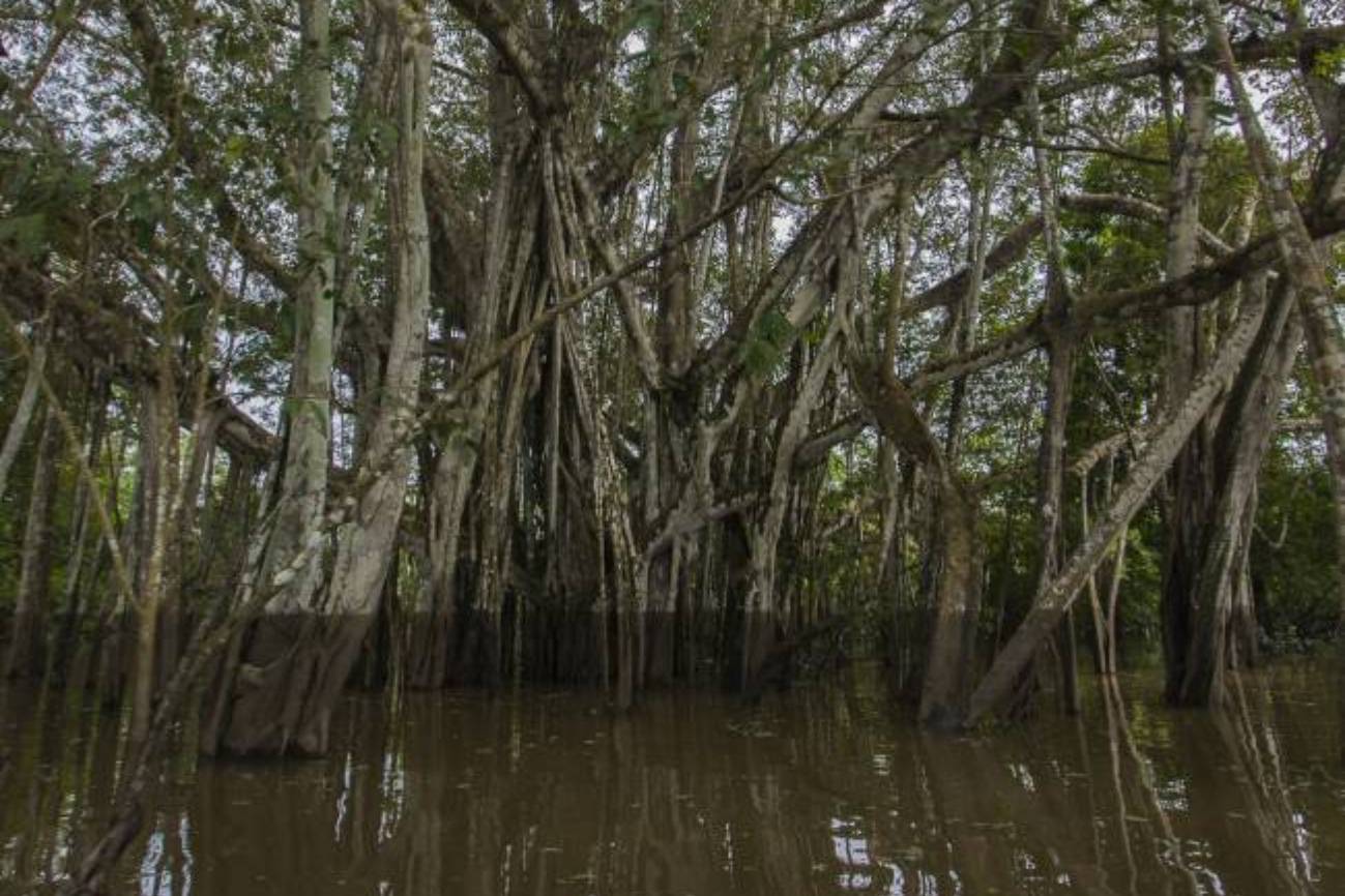 Imagen del Amazonas donde llega el agua en uno los bosques que se inundan periódicamente llamados várzeas. / Ximo Fernández