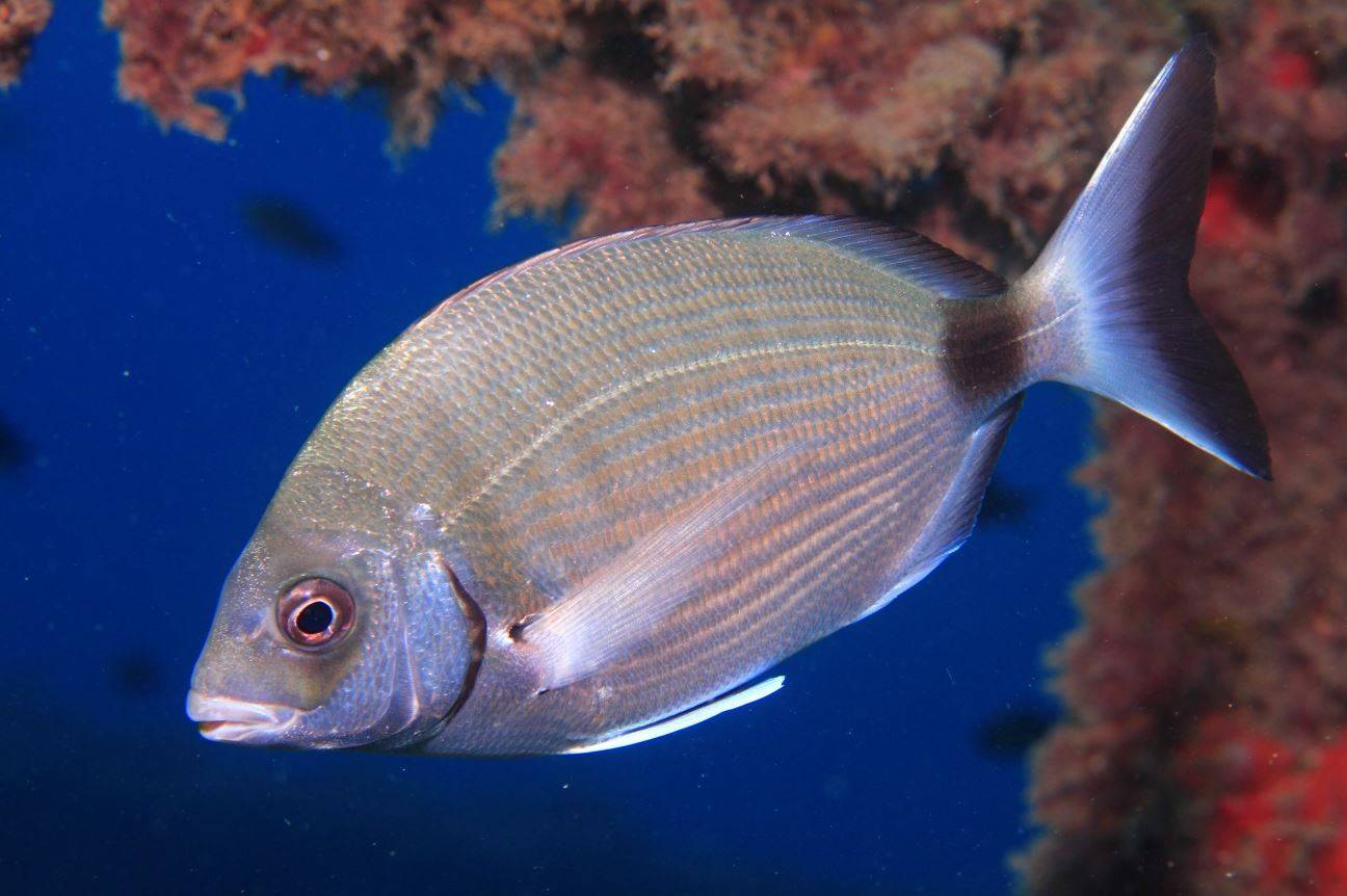 Los peces se vuelven más tímidos por la pesca submarina