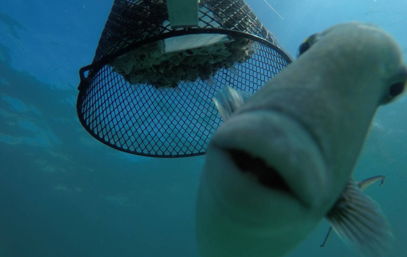 Los peces son más depredadores en los mares cálidos
