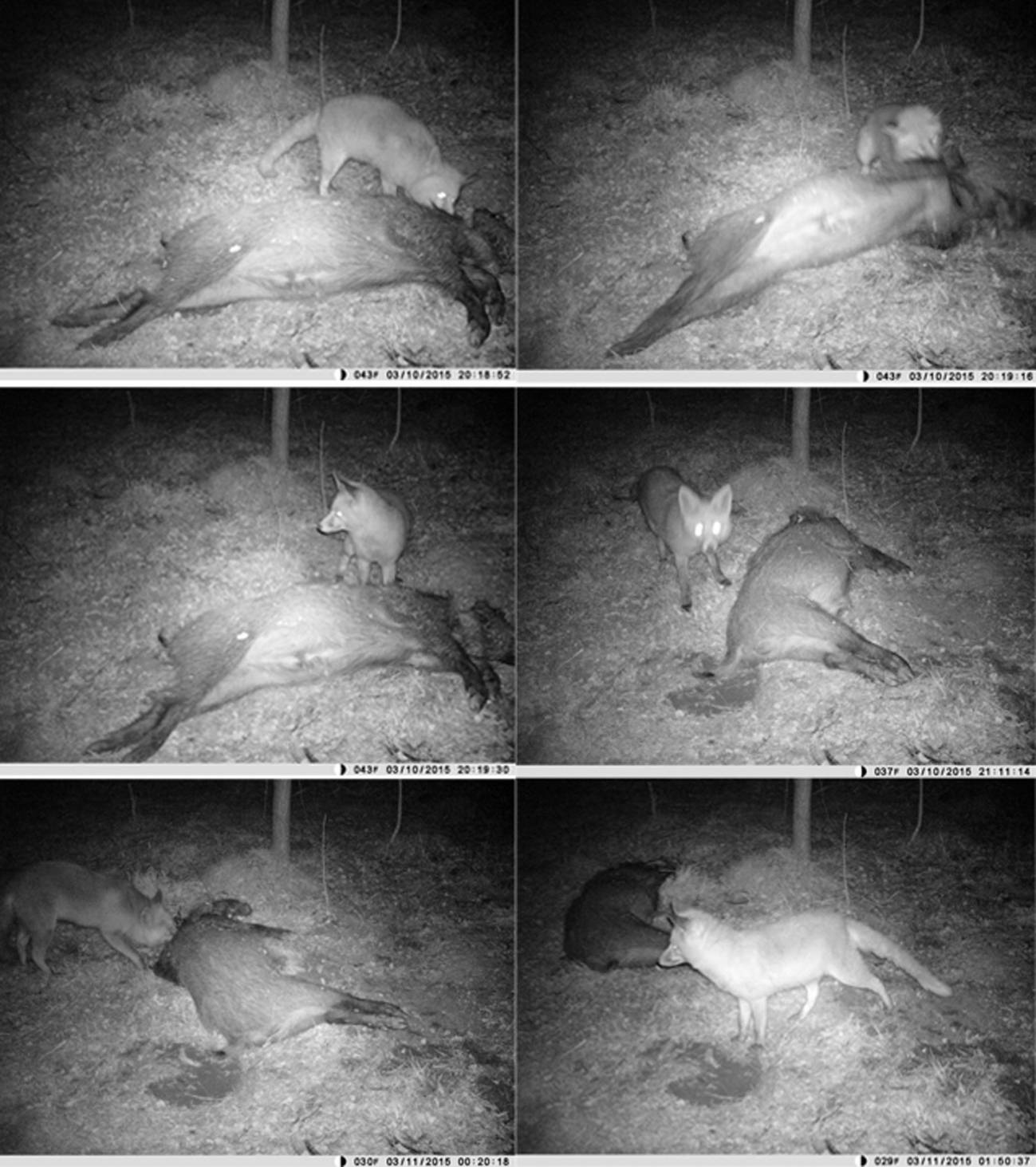 Los pequeños carnívoros pudieron provocar grandes cambios en los yacimientos