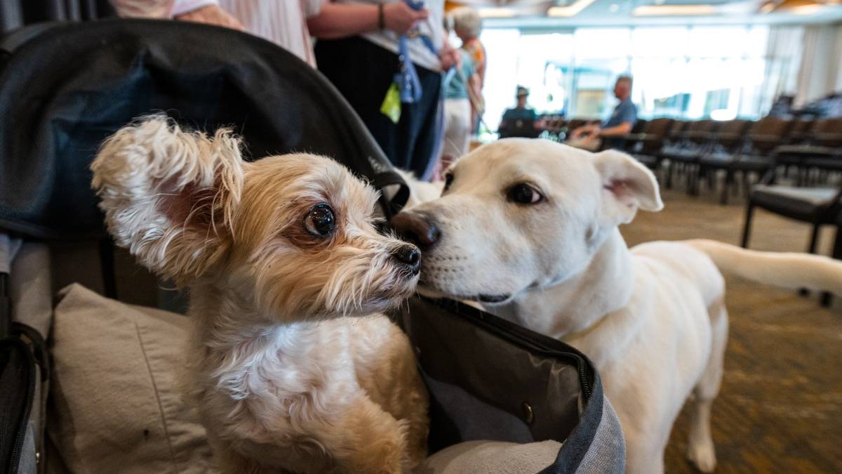 dos razas de perros