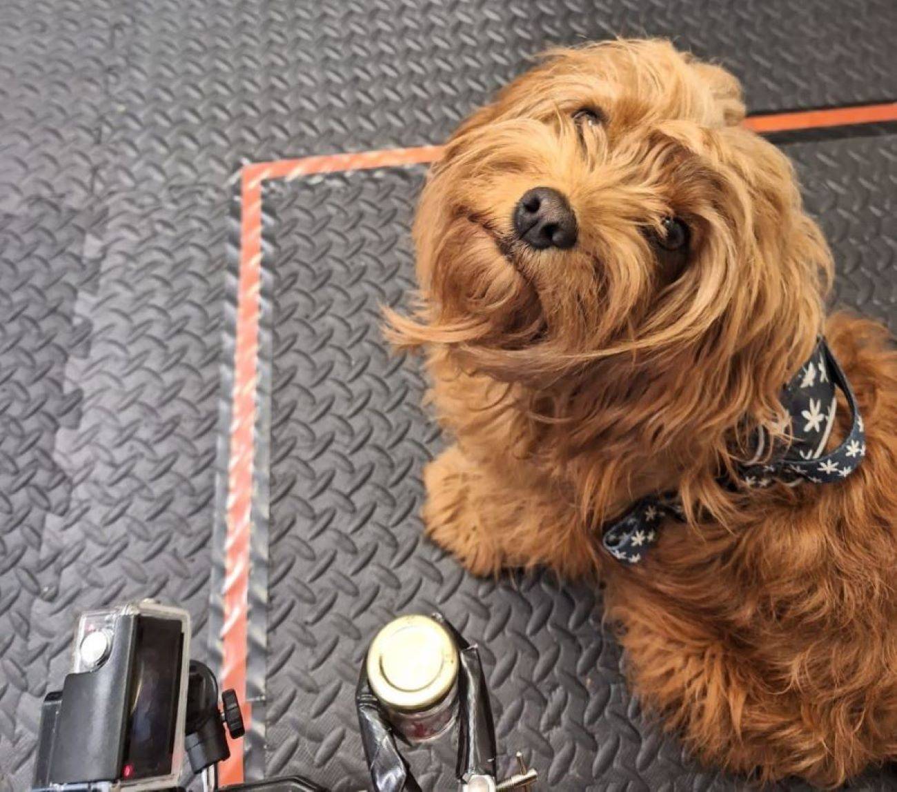 Un perro mira a cámara antes del experimento