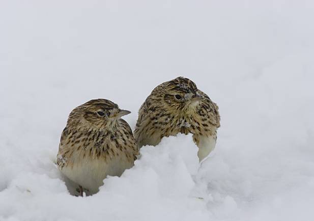 Los pesticidas con neonicotinoides afectan a las aves