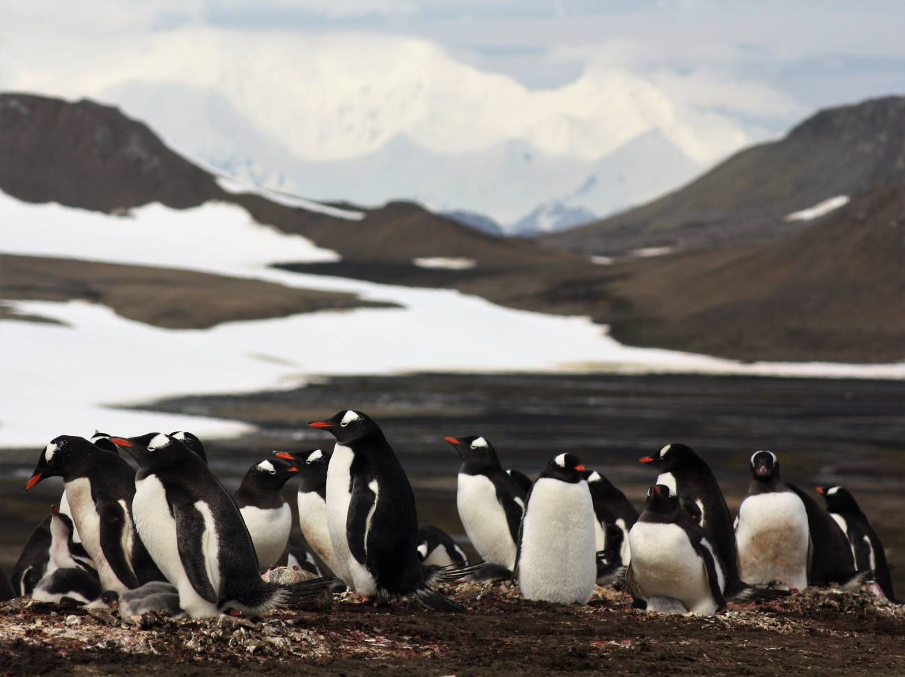 Los pingüinos papúa se expandieron siguiendo la corriente Antártica