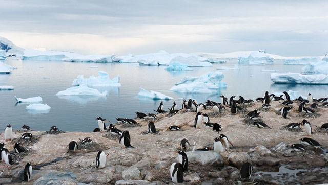 Los pingüinos transportan contaminantes por el impacto humano