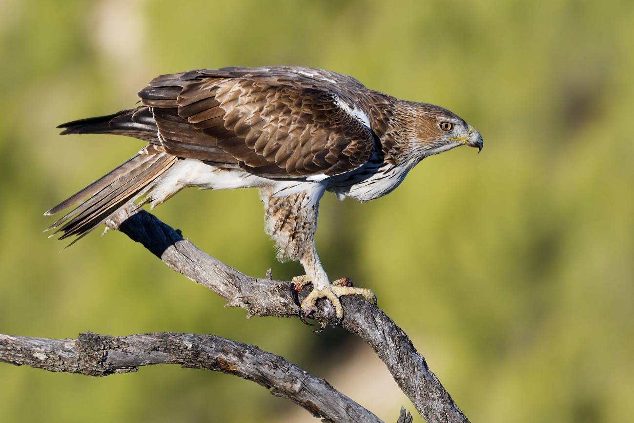 águila perdicera