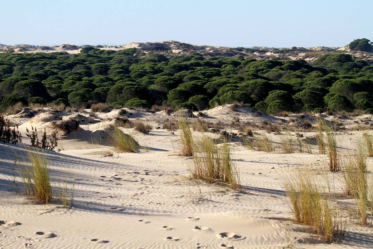 Los ratones morunos indican la contaminación ambiental de Doñana